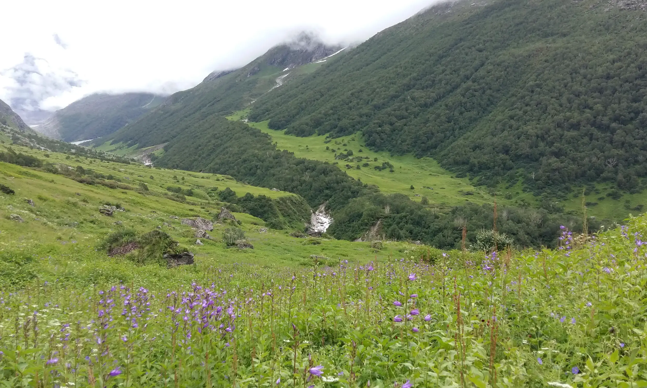 Valley of Flowers