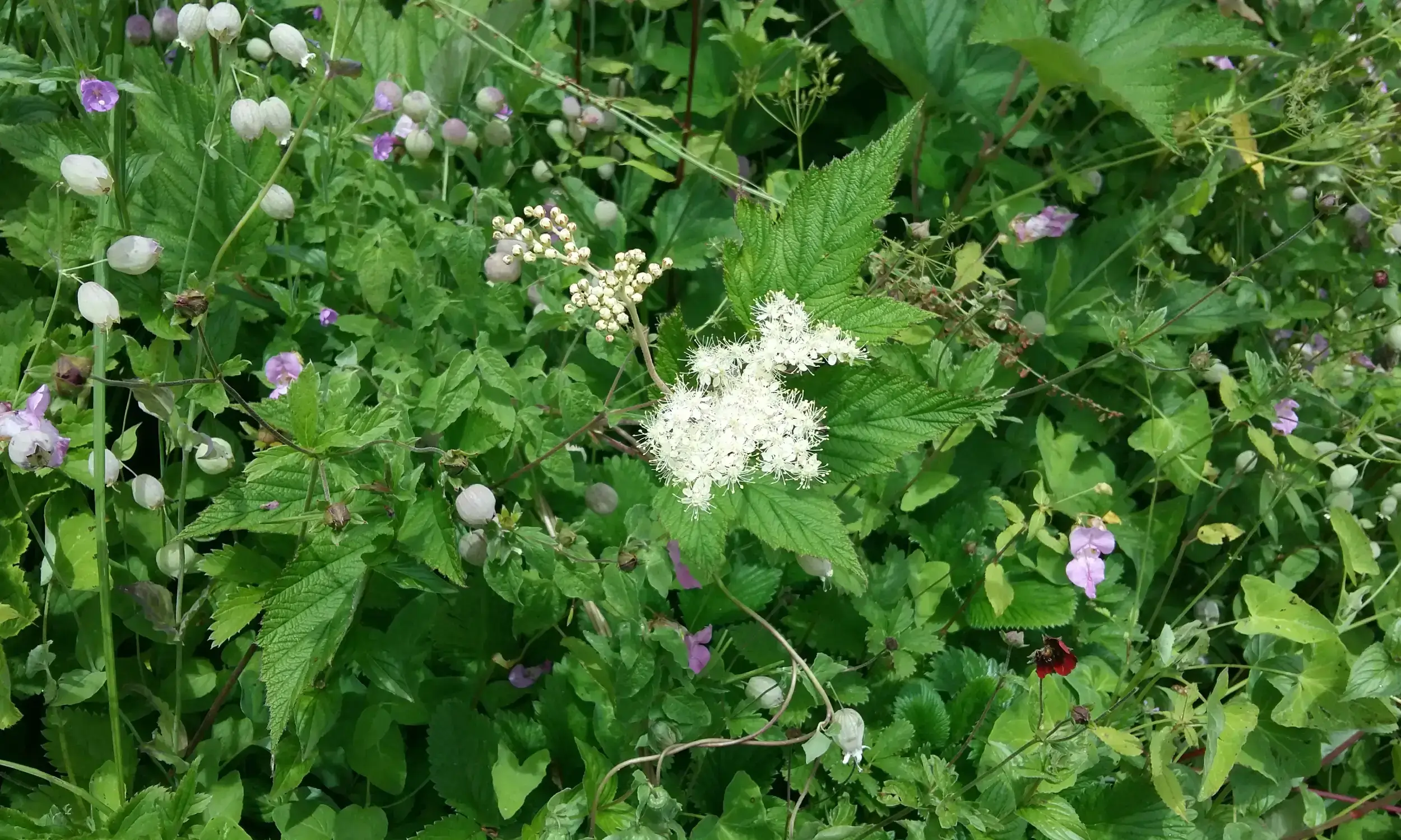 Himalayas Trekking- Valley of Flowers Trek Uttarakhand