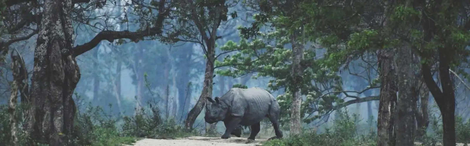 assam-wildlife-tour