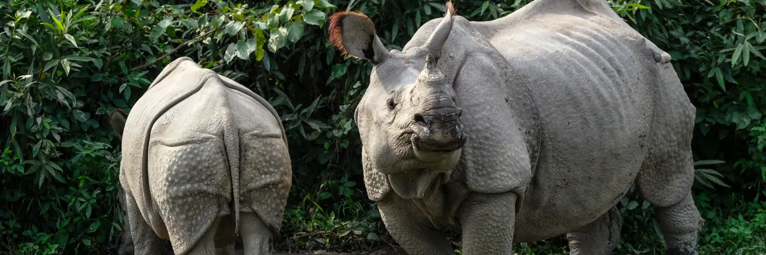 Kaziranga National Park 