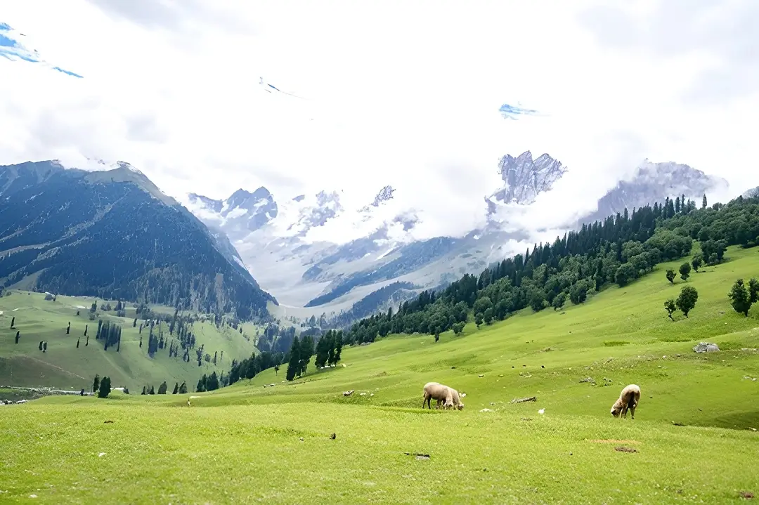 trekking in sikkim