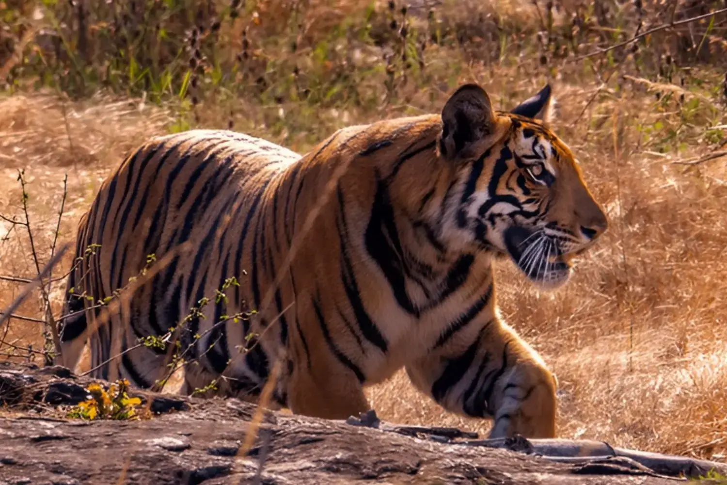 Bandipur National Park - Must Visit Place in Karnataka