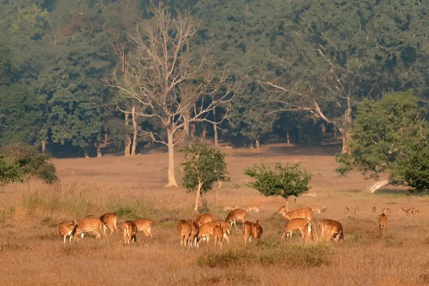 Best Time to Visit Madhya Pradesh