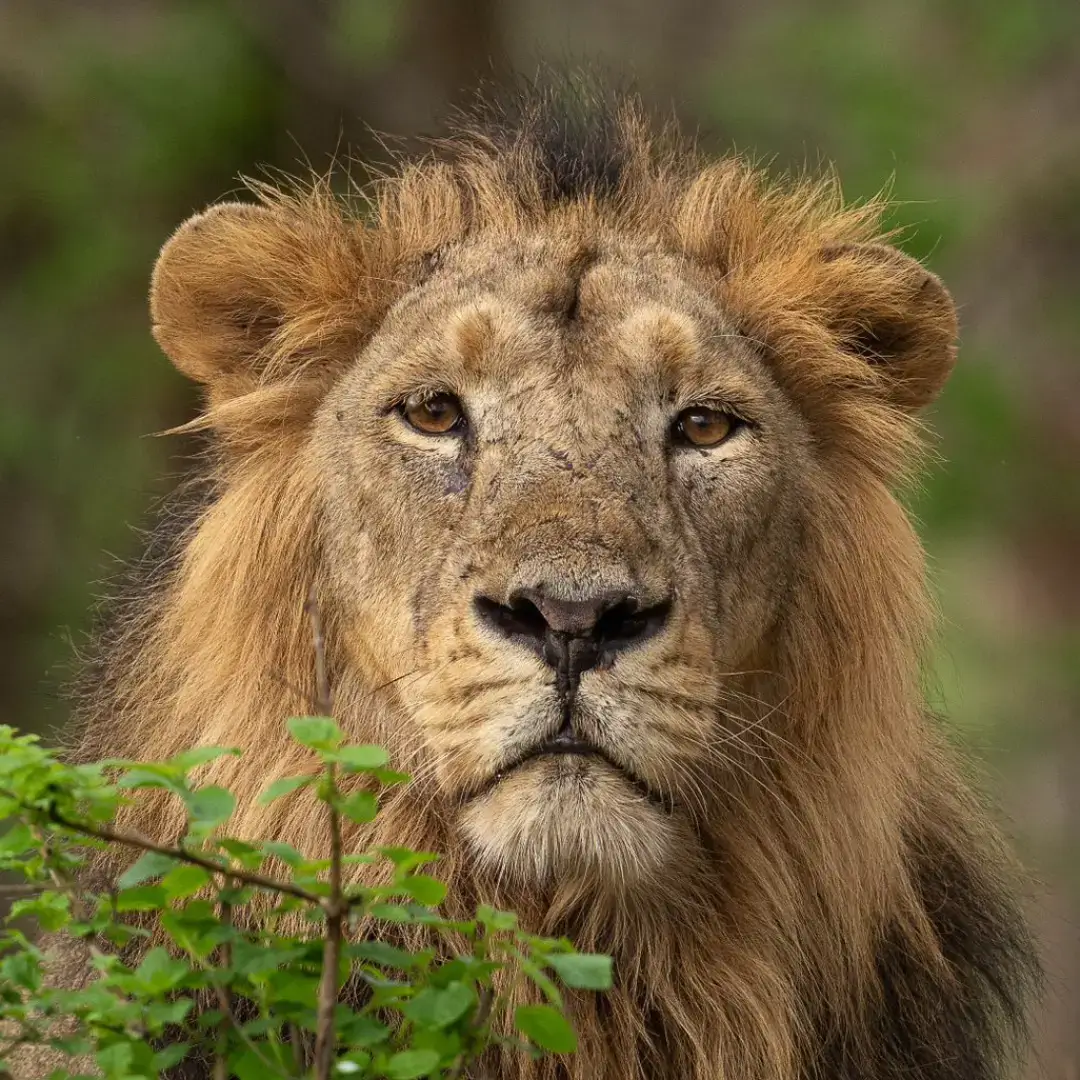Gir National Park Gujarat