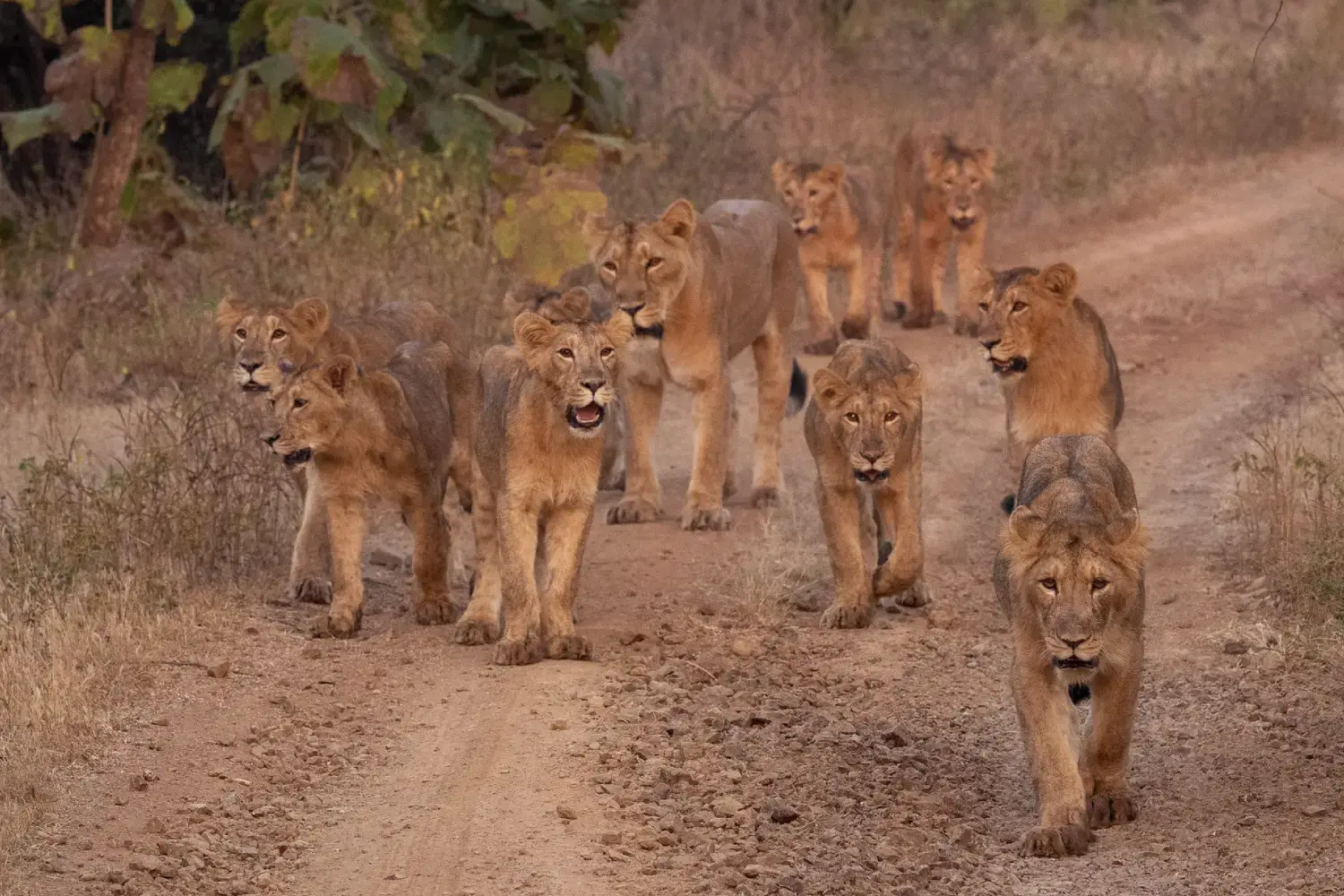 Gir Tourism- Popular Attraction in Gir National Park