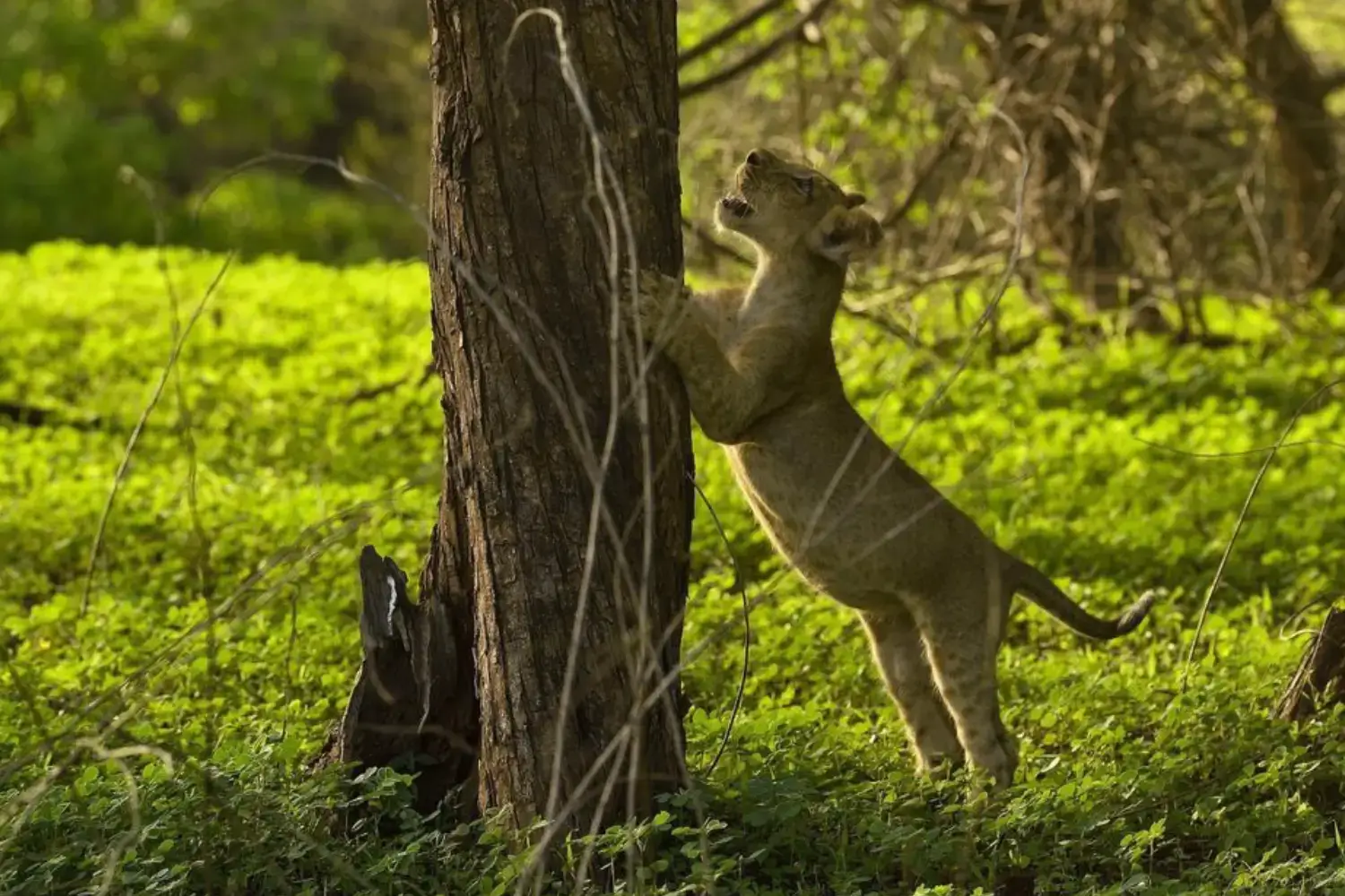 Gir Gujarat- Flora and Fauna 
