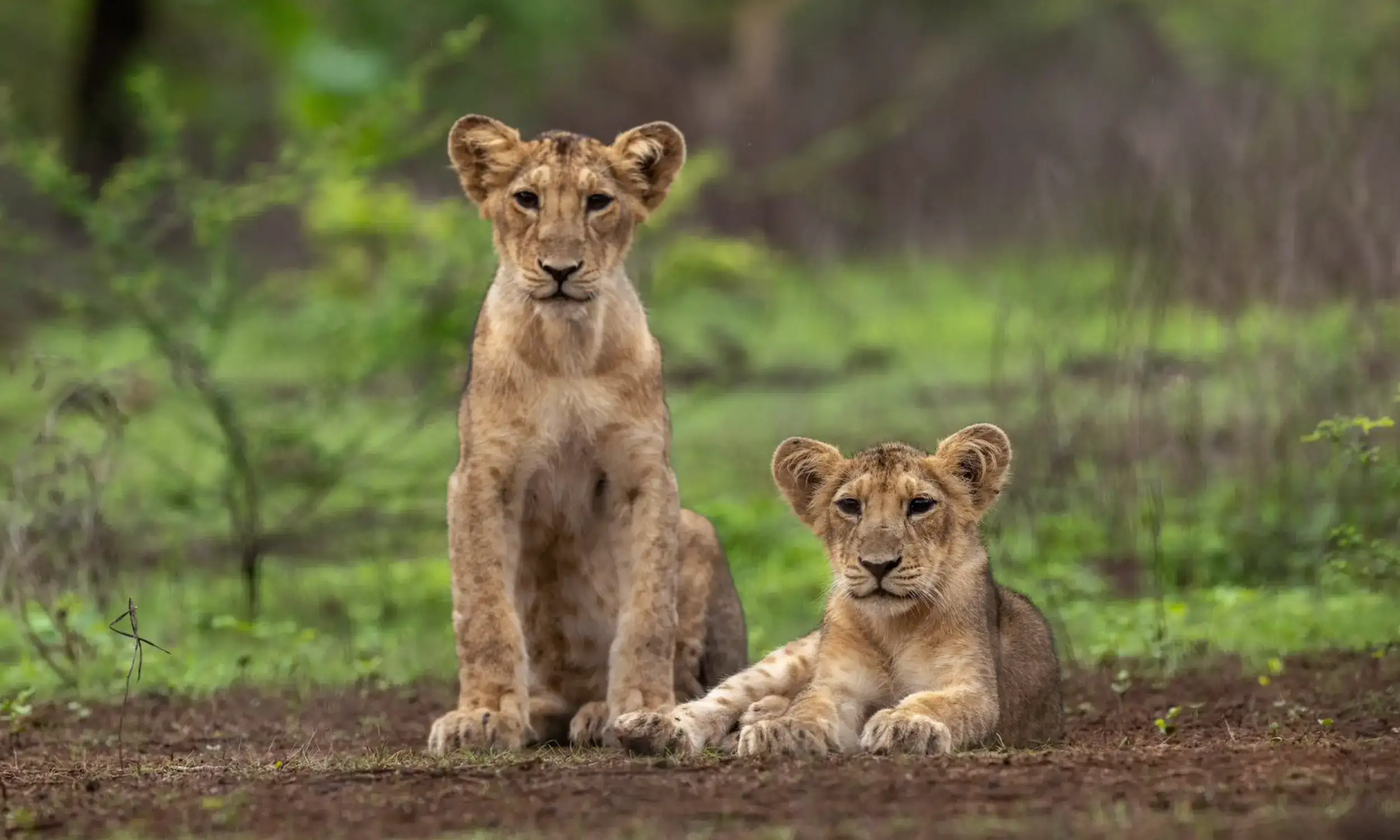 Sasan Gir National Park