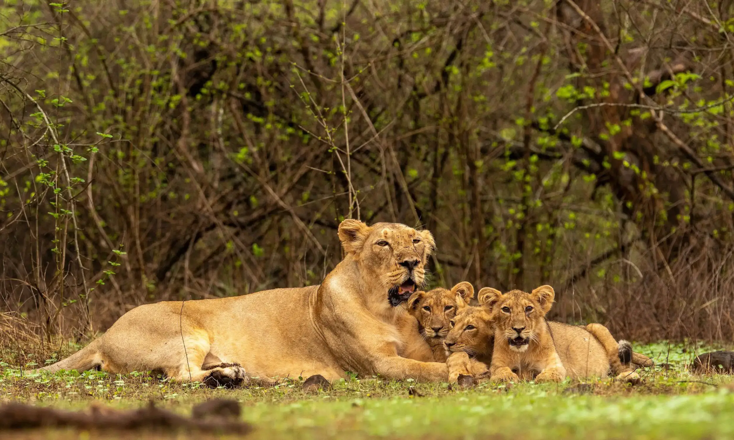 Best Time to Visit Gir National Park 