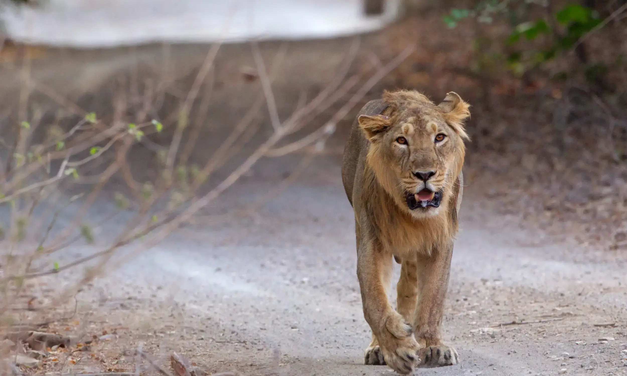 Gujarat Wildlife Tourism