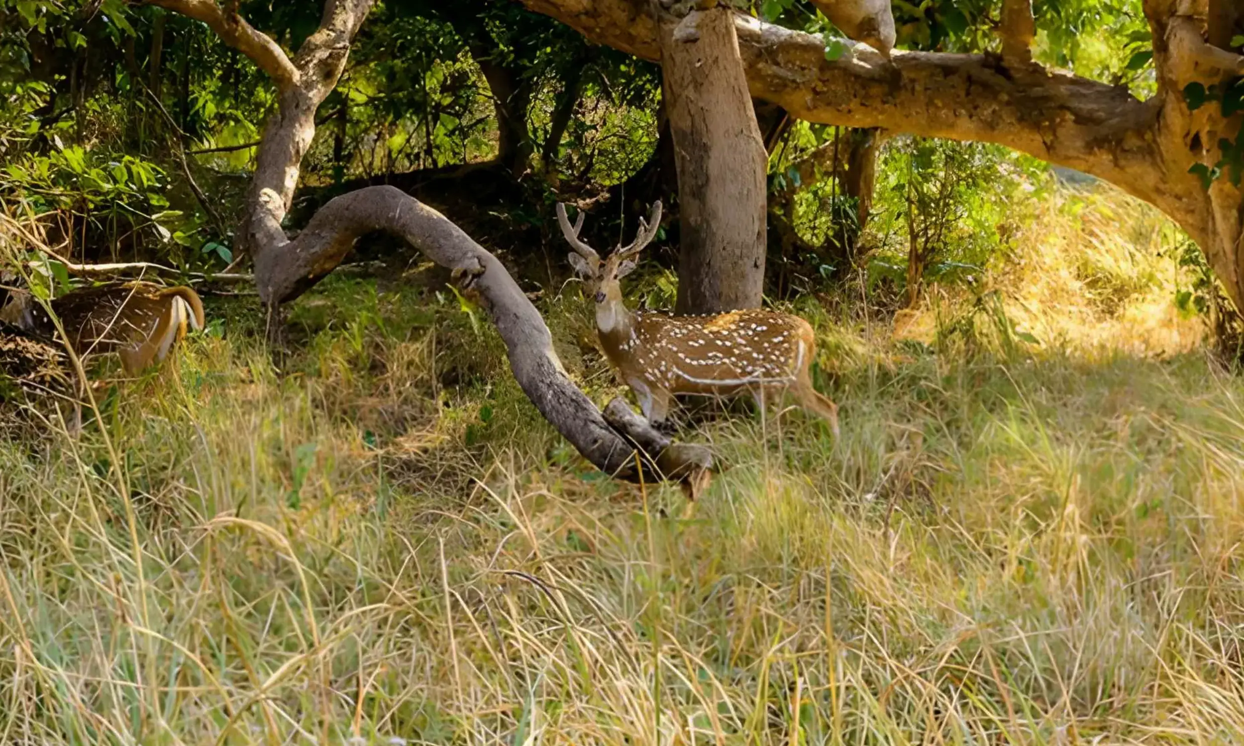 Haridwar Tourism - Wildlife Tourism in Haridwar
