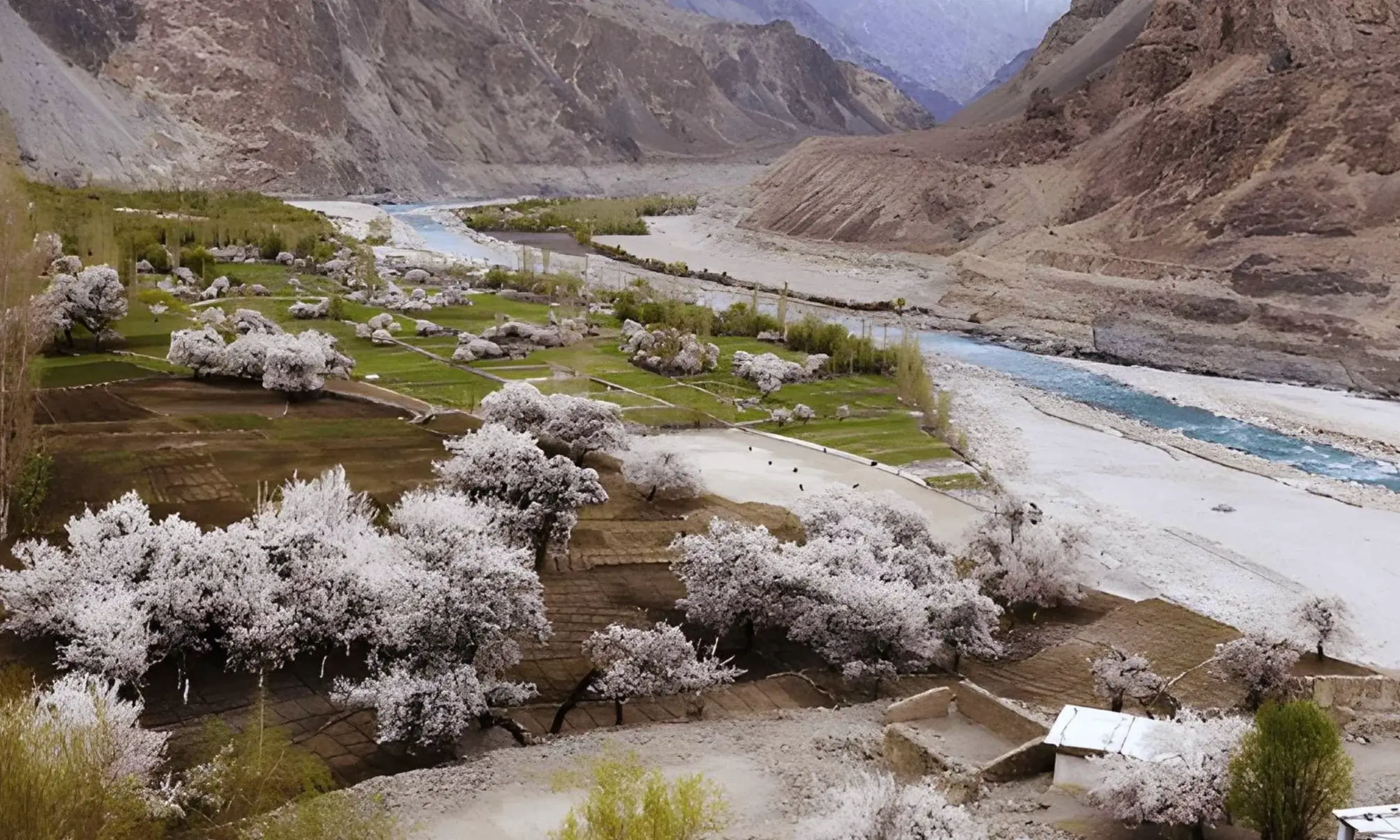 Ladakh Apricot Blossom Festival