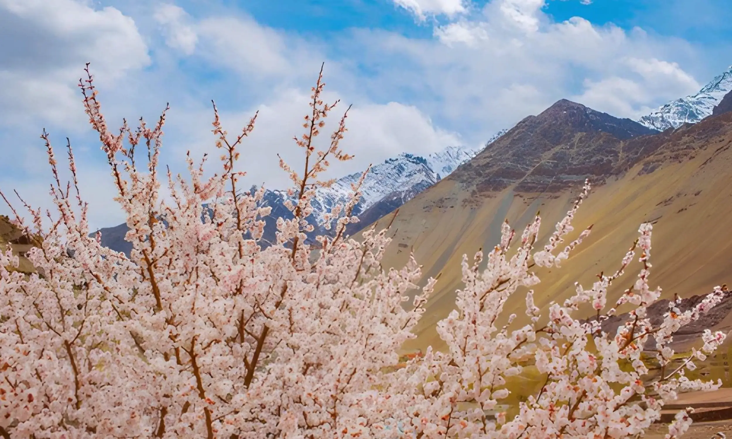 Apricot Blossom Festival Ladakh
