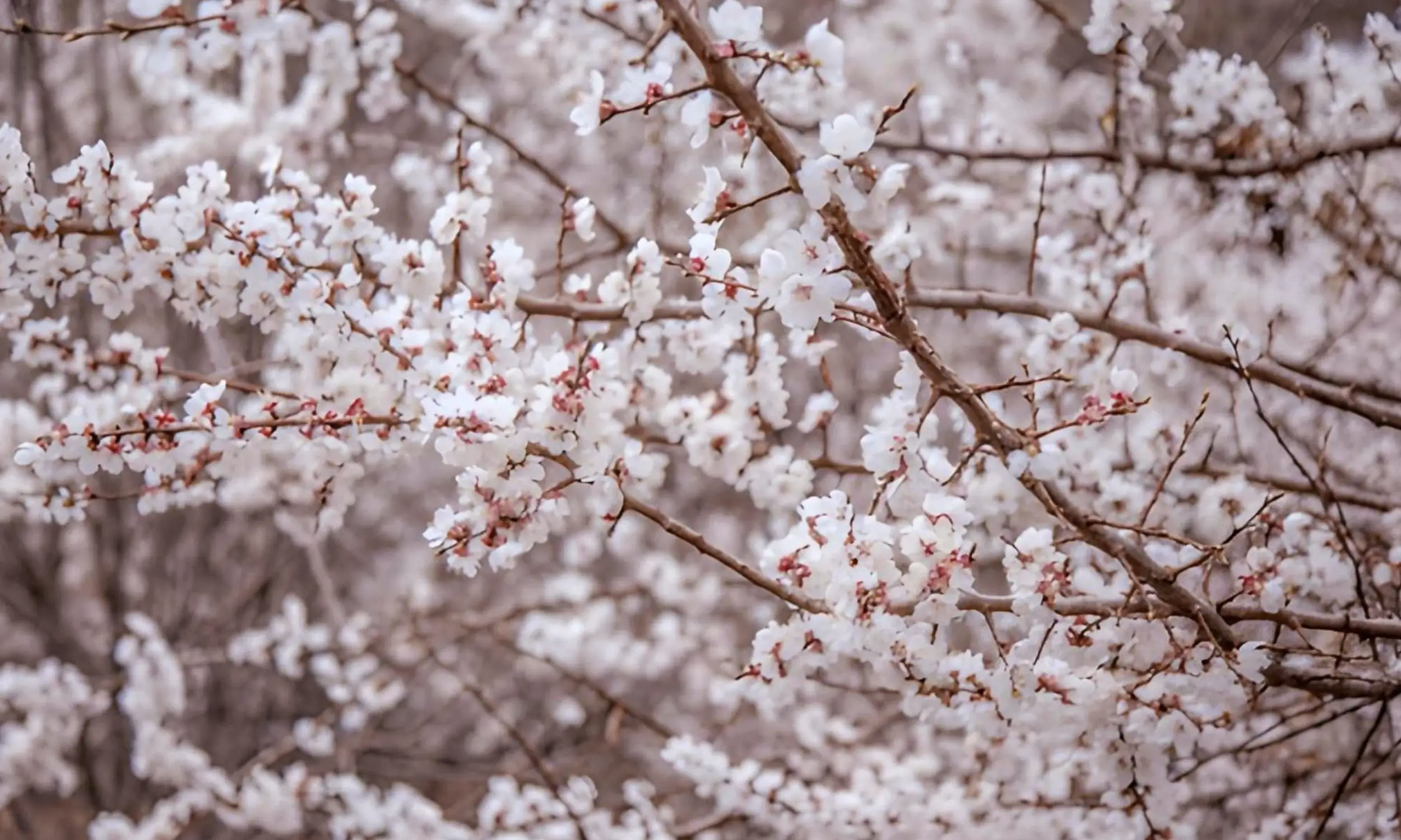 Ladakh Apricot Blossom Festival