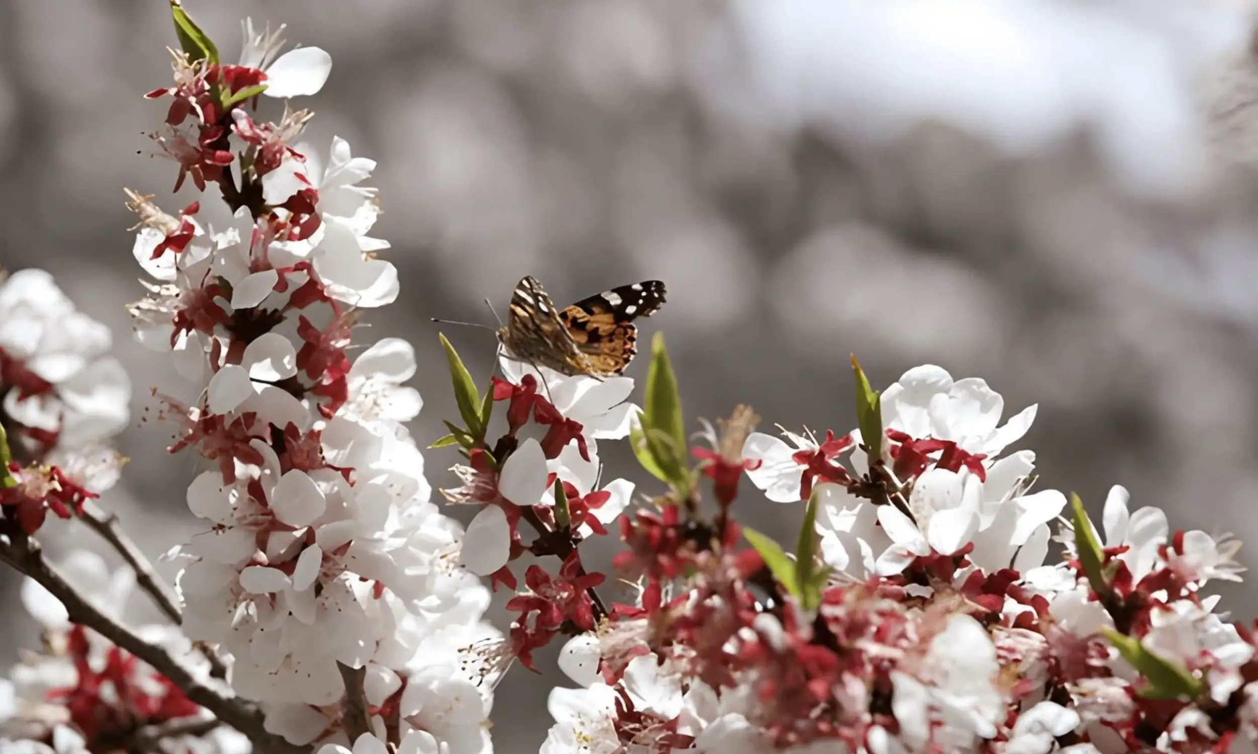 Apricot Blossom Festival Ladakh