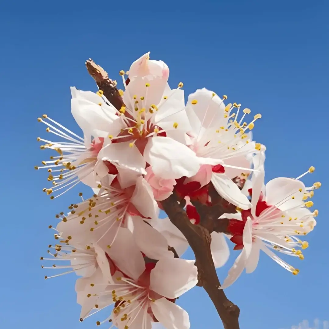 Ladakh Apricot Blossom Festival 