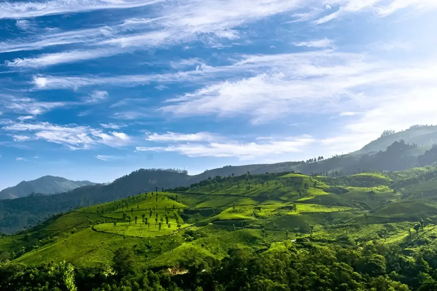 Munnar-Popular Honeymoon Destinations in India