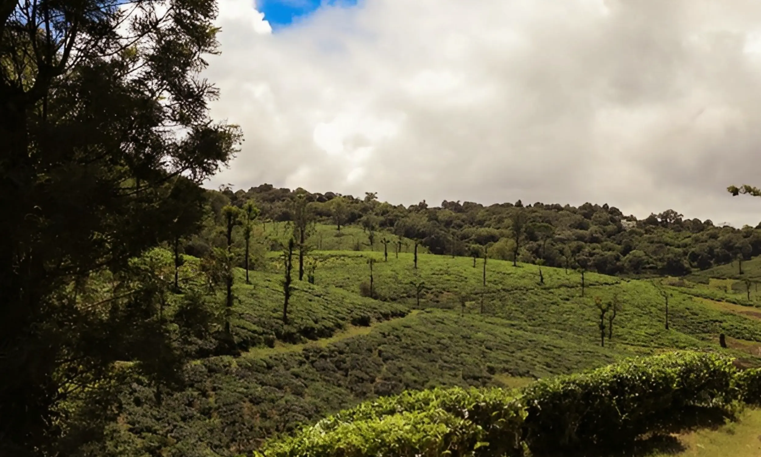 Nelliyampathy- Must Visit Hill Stations in Kerala