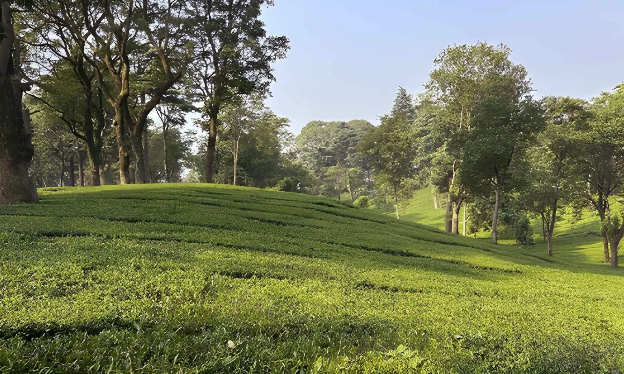 Palampur- Best Hill Stations in Himachal