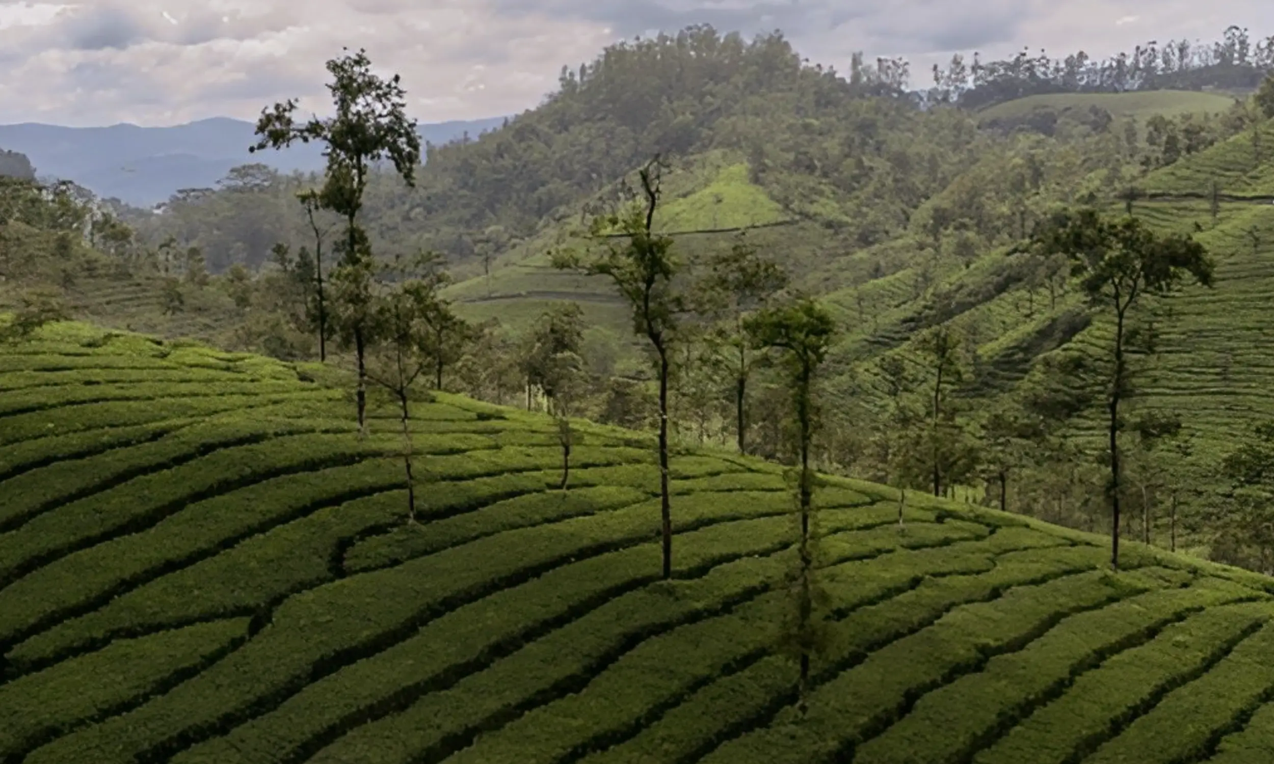 Peermade- Best Hill Stations in Kerala