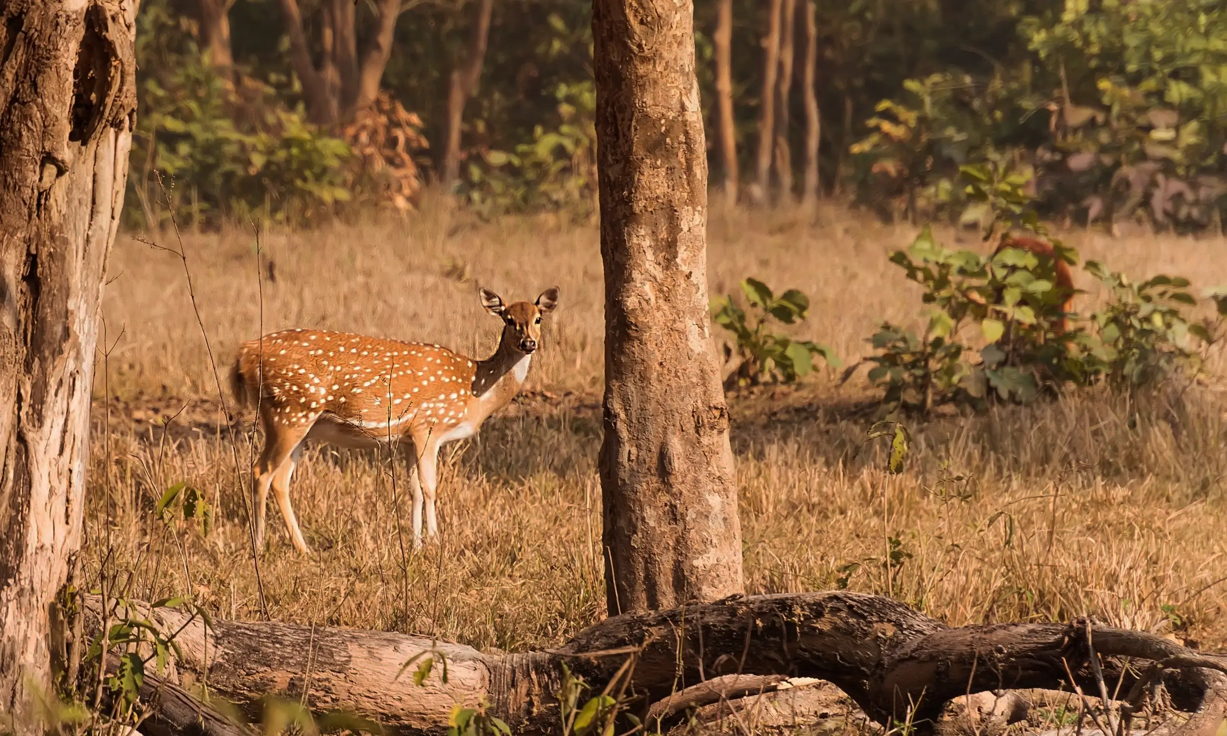 Rishikesh Tourism - Wildlife Tourism in Rishikesh