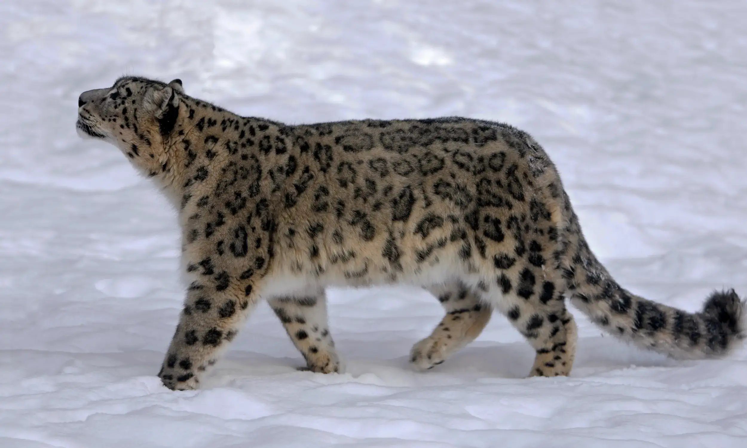 Snow Leopard Population in Ladakh