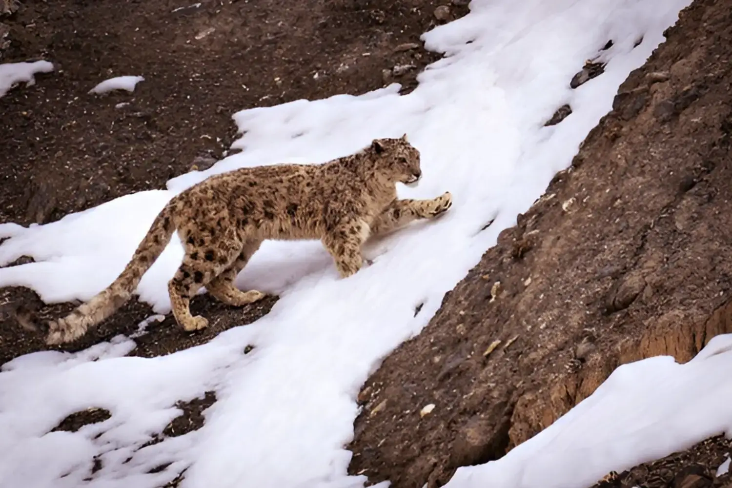 Snow Leopards Population in Himachal Pradesh