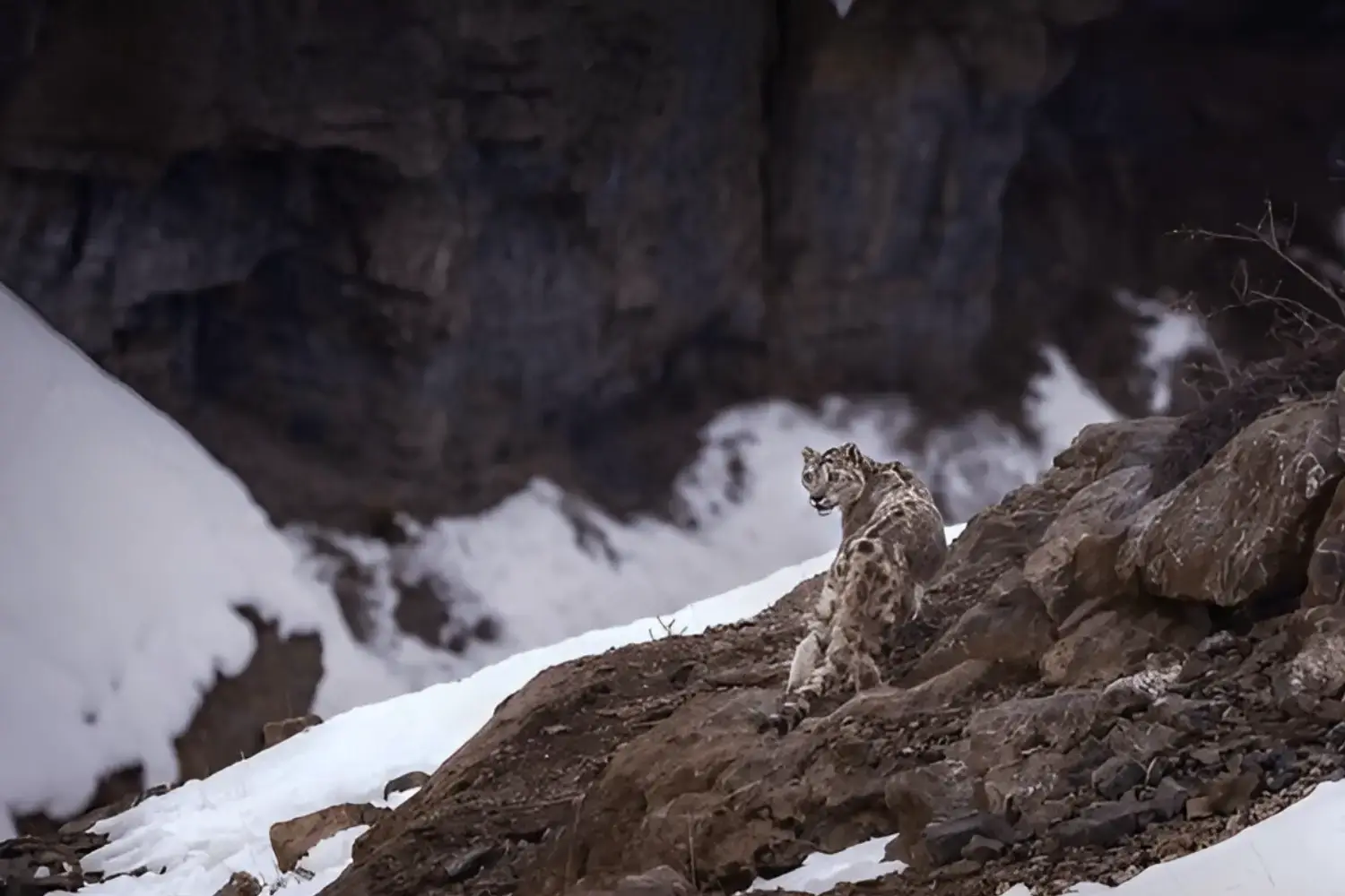Snow Leopards in Himachal Pradesh