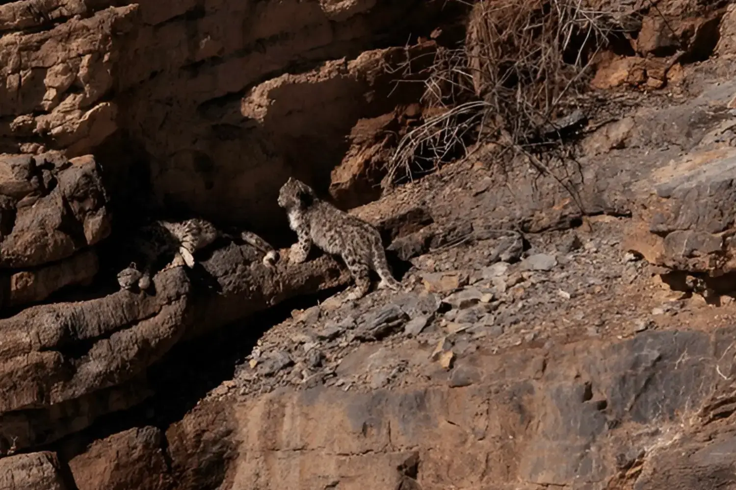Snow Leopard in Himachal Himalayas