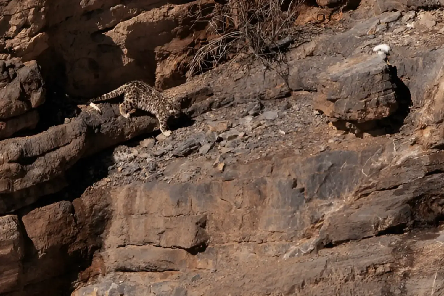 Snow Leopard Population in Himalayas Himachal