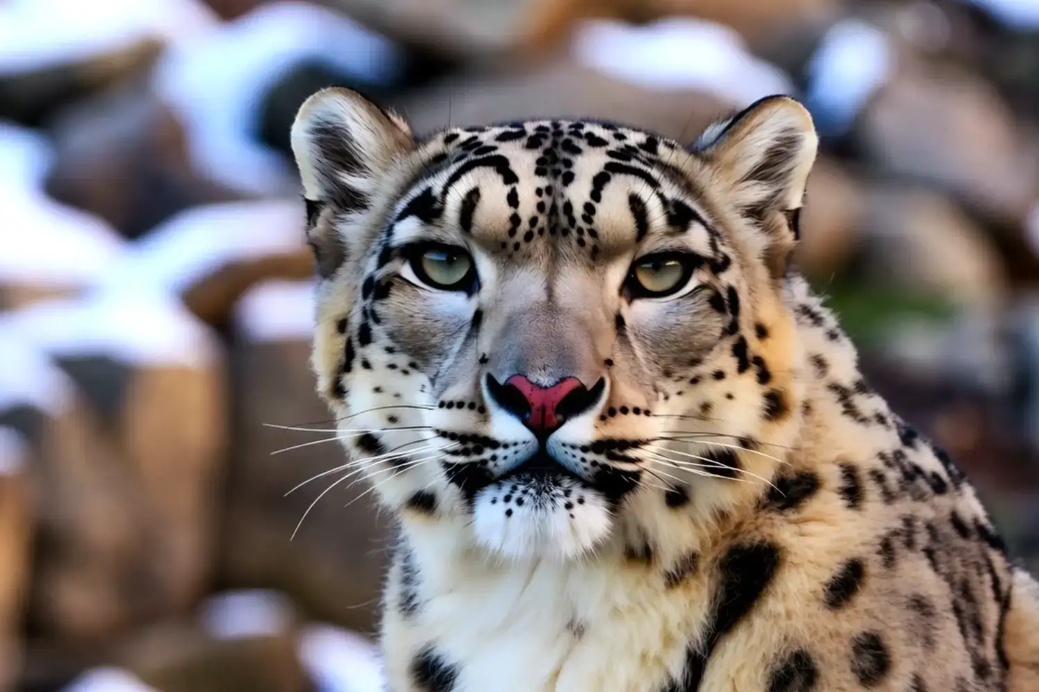 Snow Leopard in Himachal Pradesh