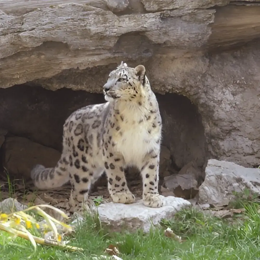 Snow Leopard in Himachal