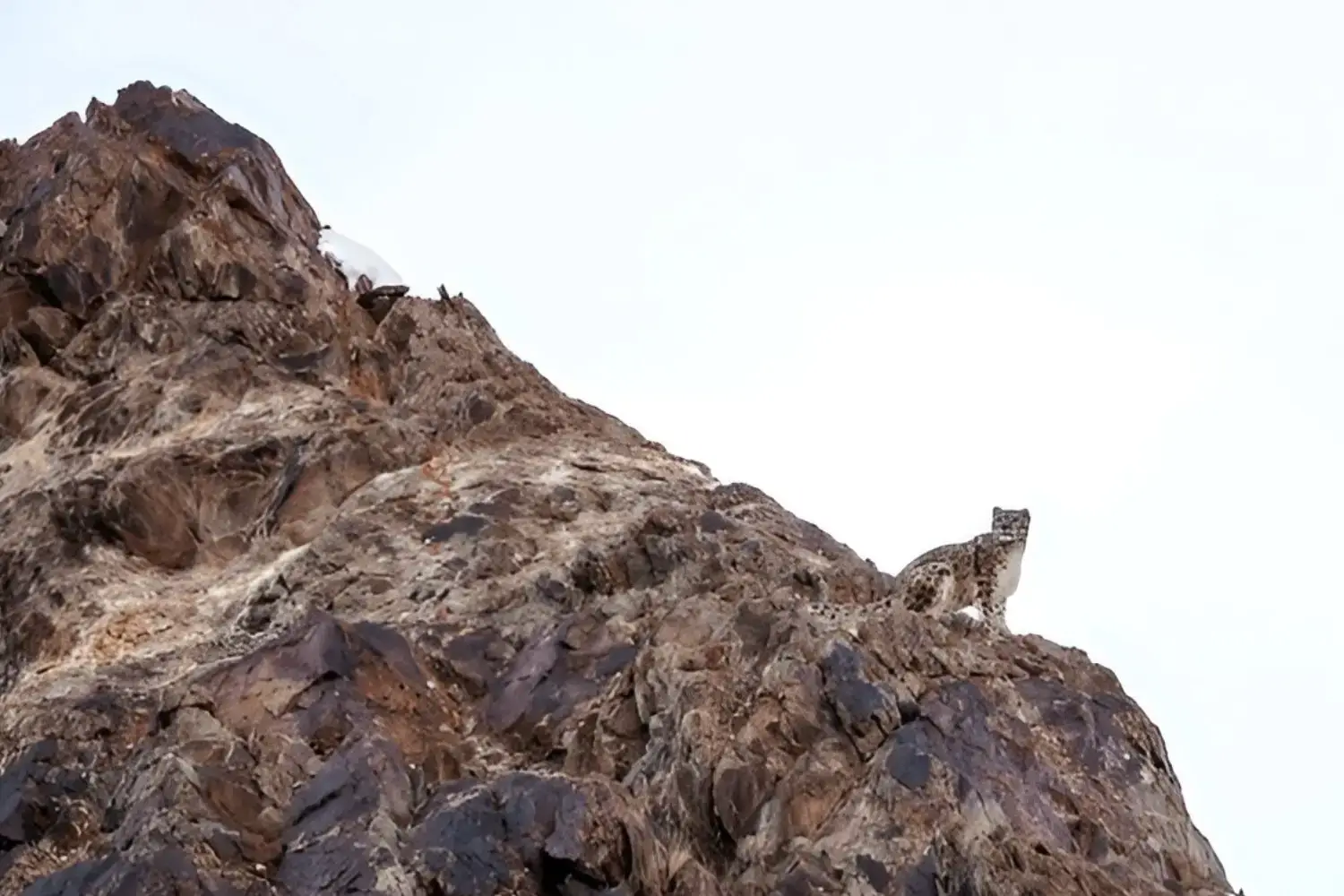 Snow Leopards in Ladakh
