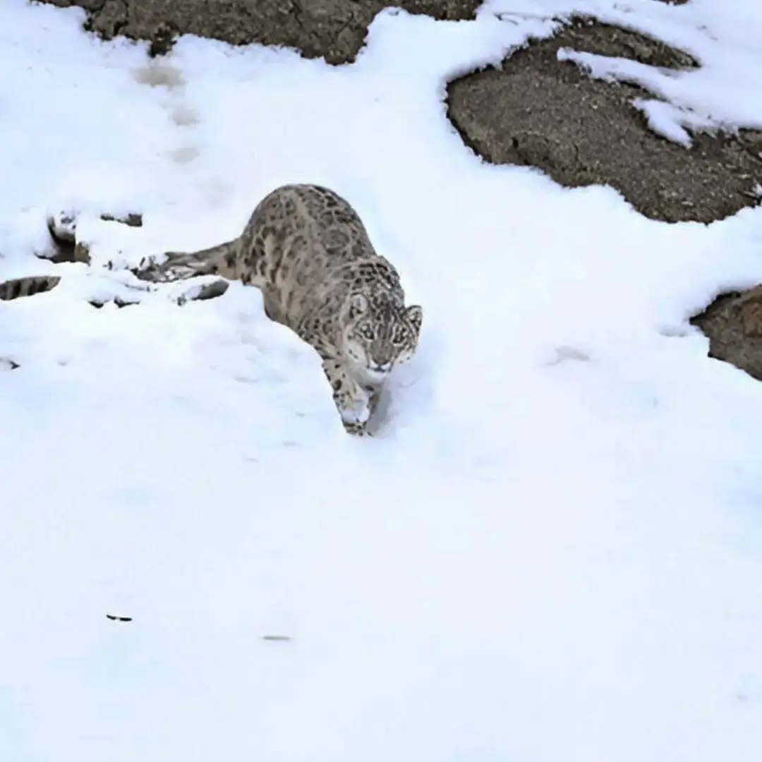 Snow Leopard in Ladakh