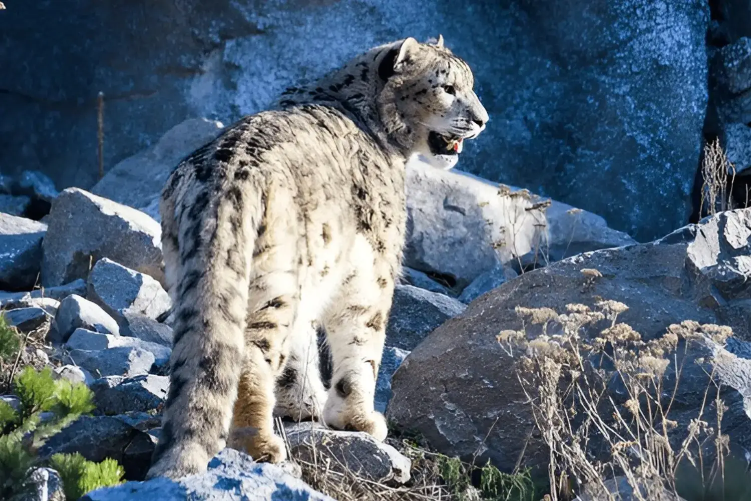 Snow Leopard Ladakh