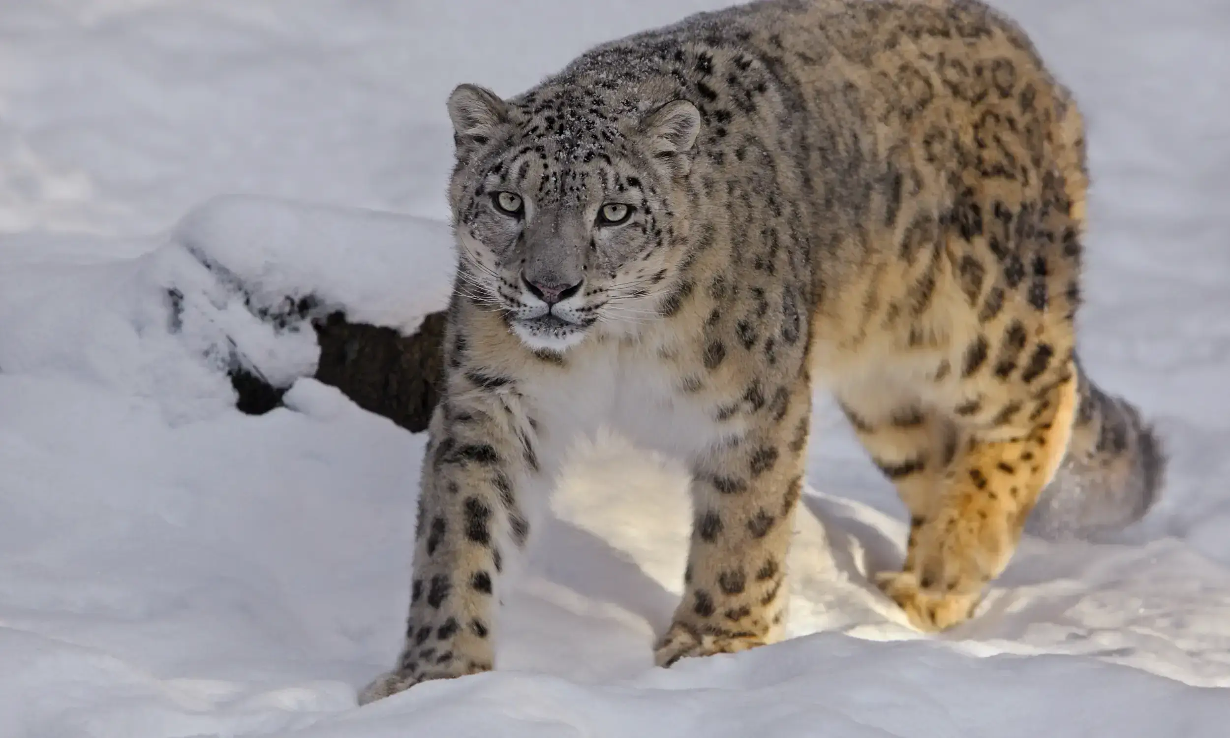 Snow Leopard Population in Himachal