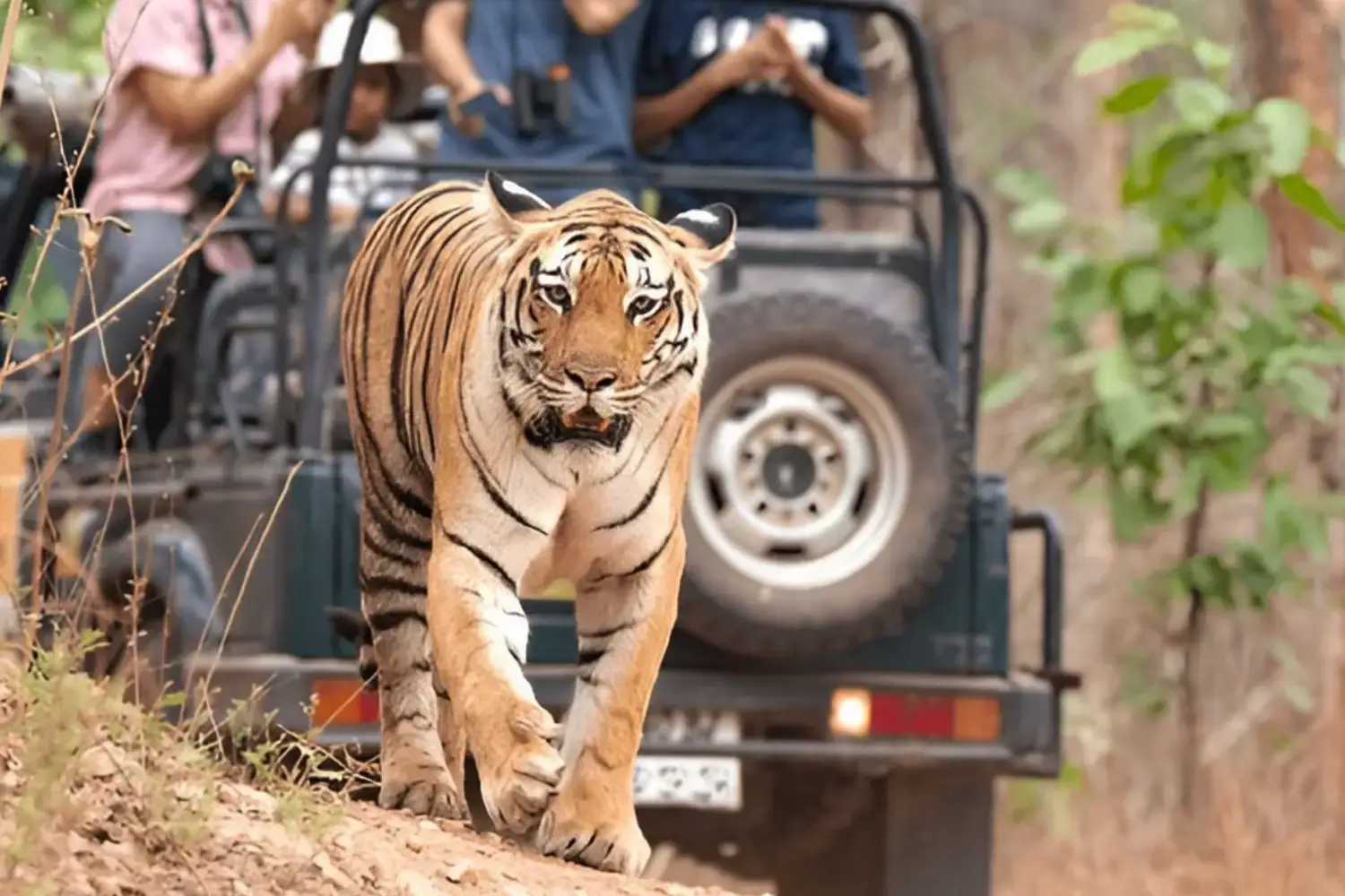 Top Things to Do in Madhya Pradesh 