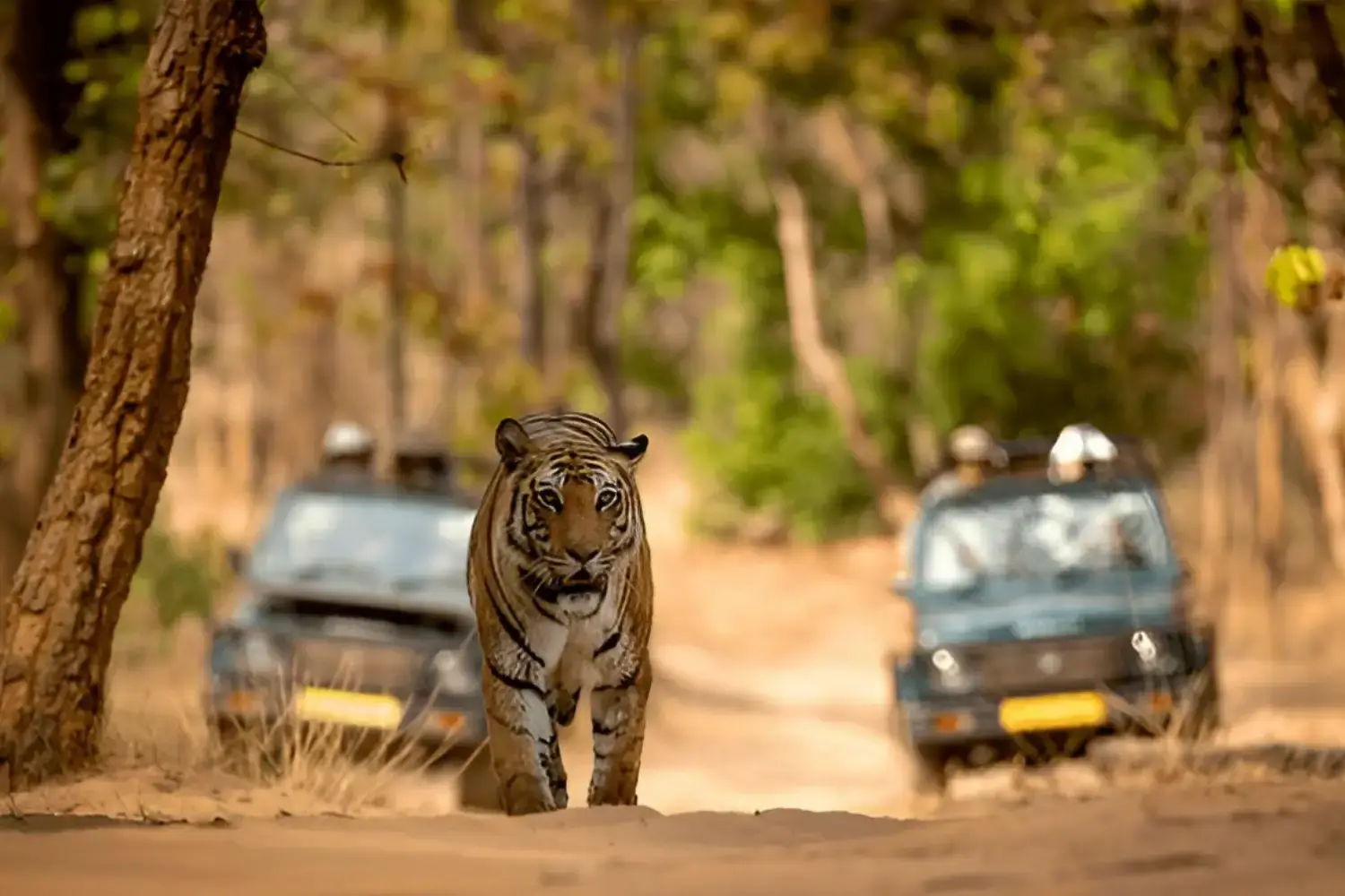 Madhya Pradesh Wildlife Tourism