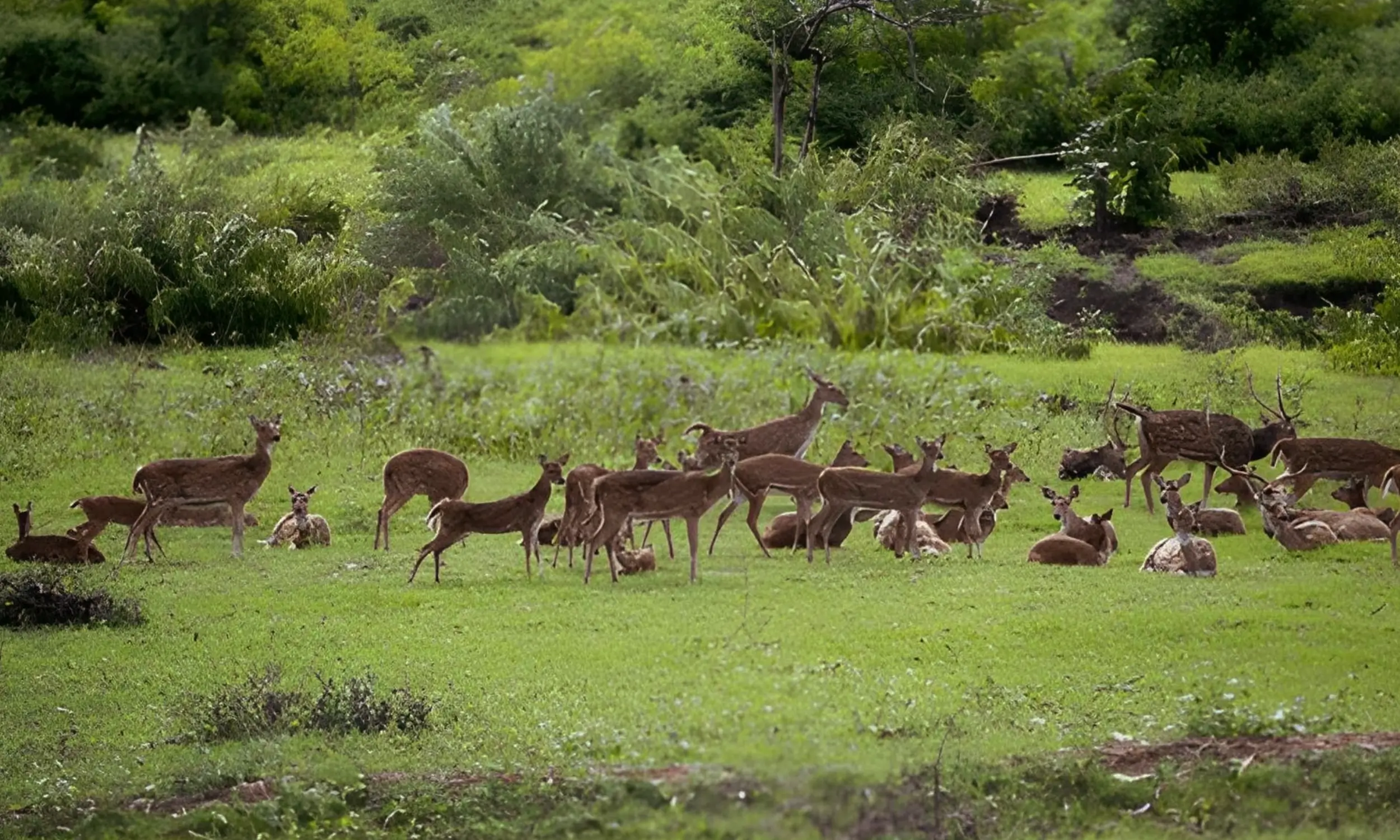 Tamil Nadu Tourism - Wildlife Tourism in Tamil Nadu