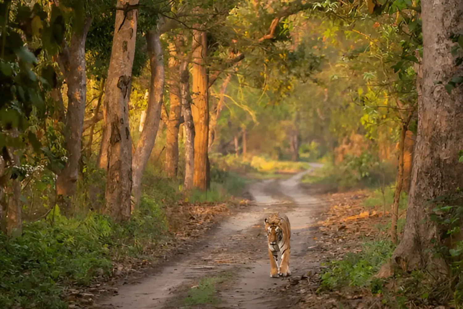 Wildlife Tourism in Uttar Pradesh