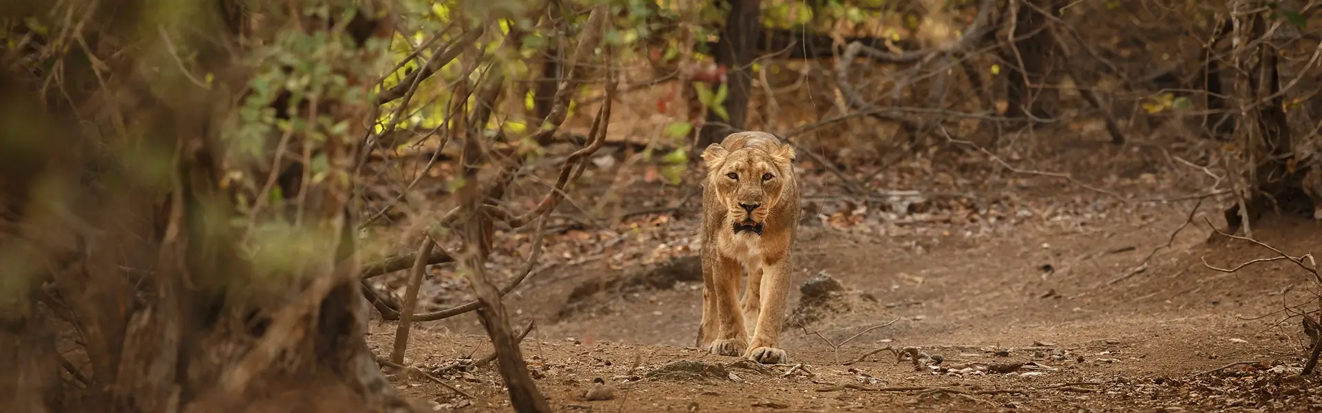 Gujarat Tour Packages