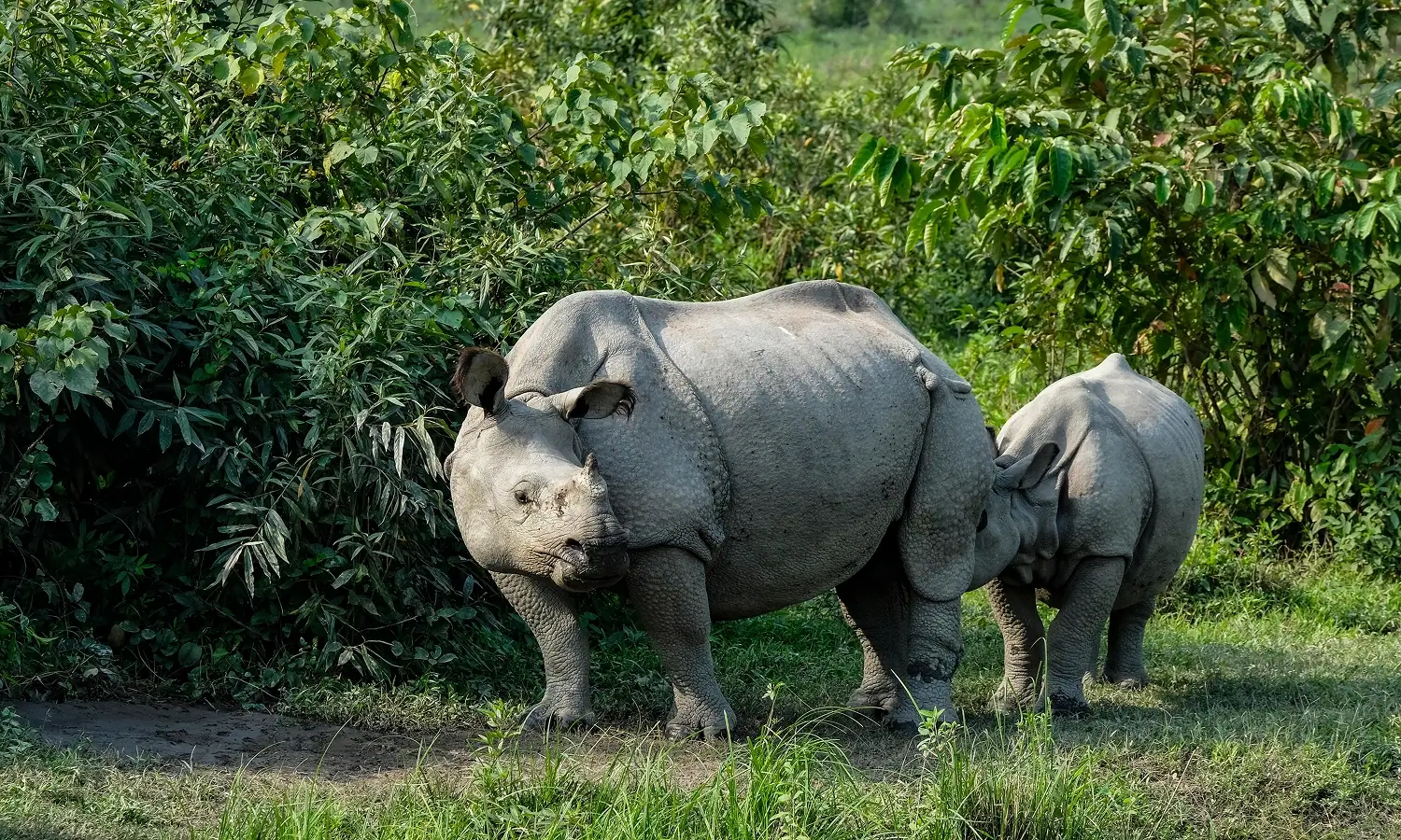 Best of Assam Wildlife Tour