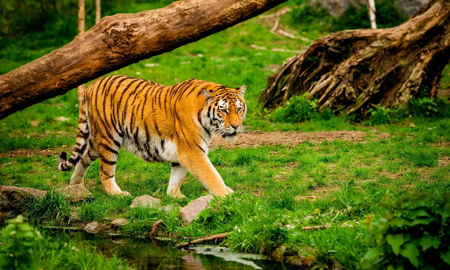 Rhino & Tiger Tour