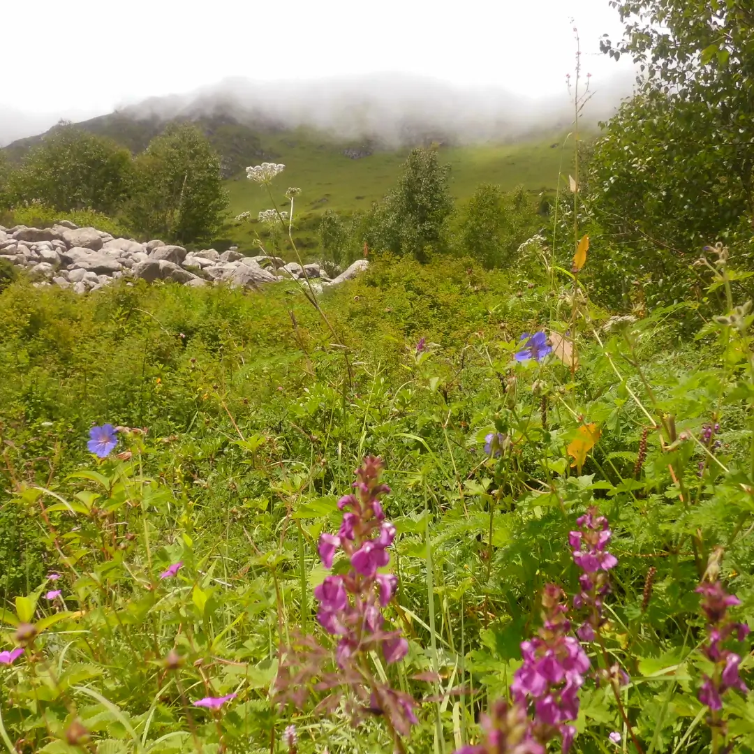 Valley of Flowers Trek
