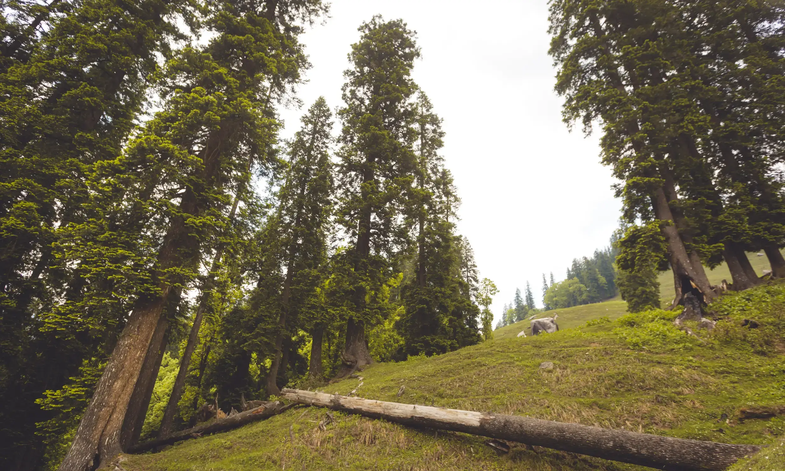 Deo Tibba Trek- Top Treks in Himachal