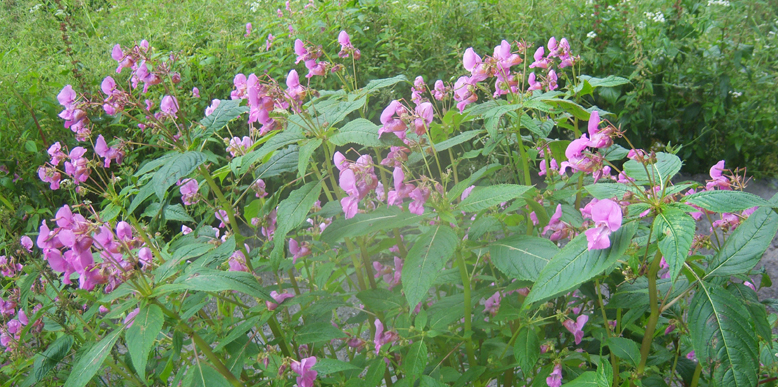 Chenap Valley