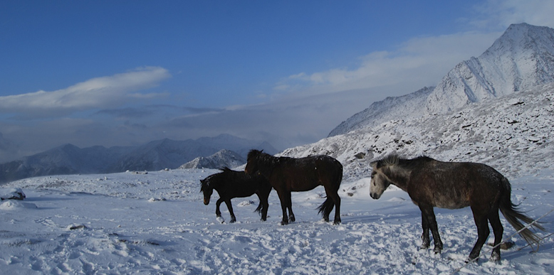 Dzongri Winter Trek