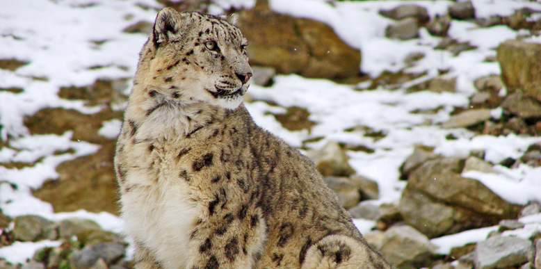 Snow Leopard Trek