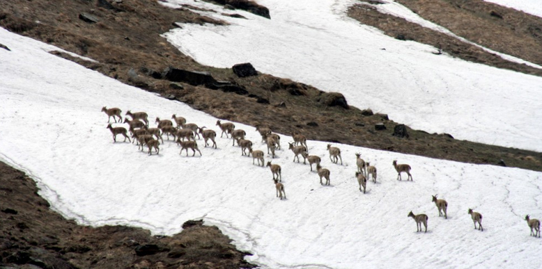 The Great Himalayan National Park