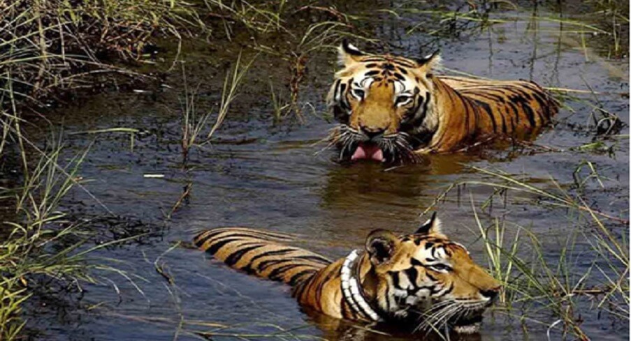 Overview of Jim Corbett National Park: Peak Adventure Tours Overview of Jim Corbett National Park: Peak Adventure Tours