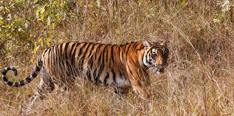 Kanha Jungle Safari Tour